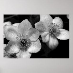 Marsh Marigolds Poster
