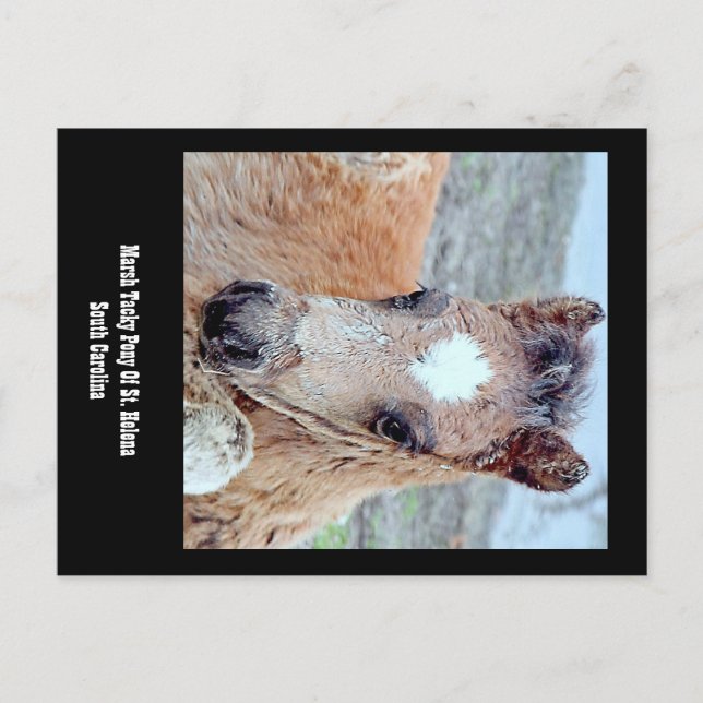 Marsh Tacky Horse Postcard (Front)