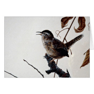 Marsh wren