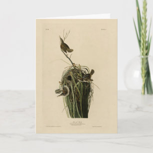 Marsh Wren from Audubon's Birds of America Card