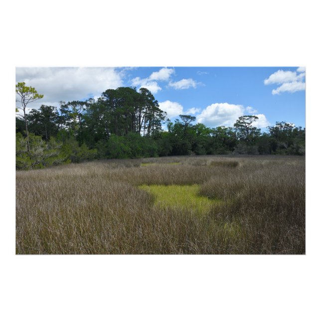 marshland Florida Photo Print (Front)