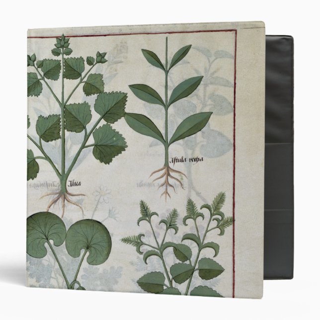 Marshmallow & Hastula Regia Asarabacca & Binder (Front/Inside)
