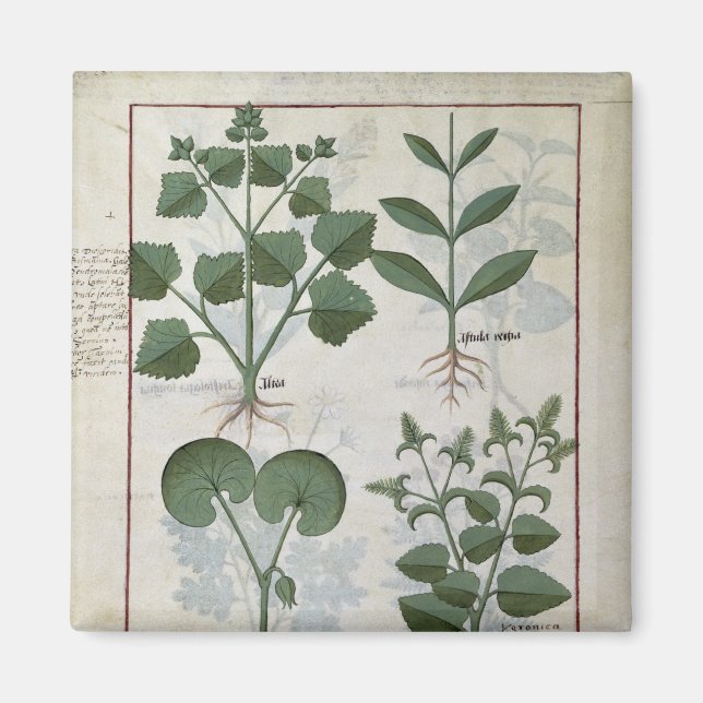 Marshmallow & Hastula Regia Asarabacca & Magnet (Front)