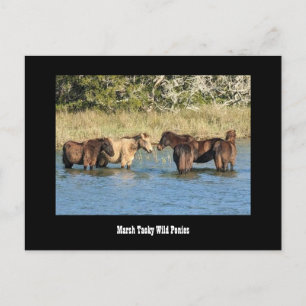 Marshy Tacky  Ponies Postcard