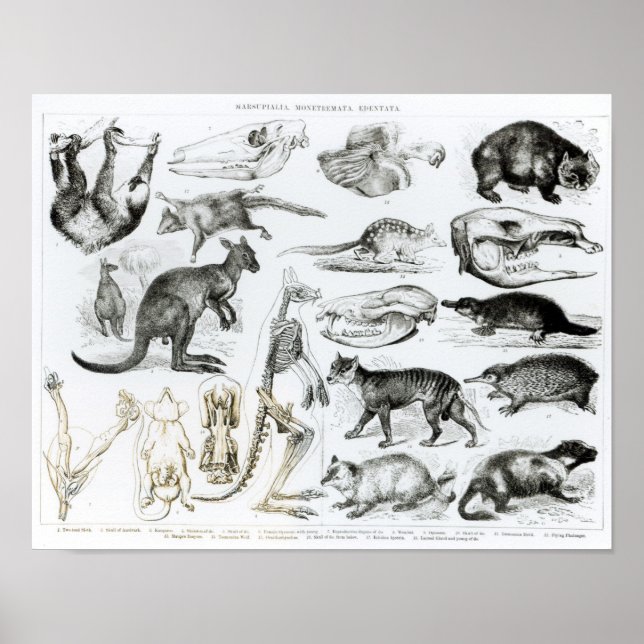 Marsupialia, Monetremata, Edentata Poster (Front)