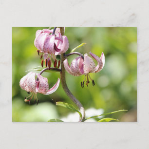 Martagon or Turk's cap lily in the Alps Postcard