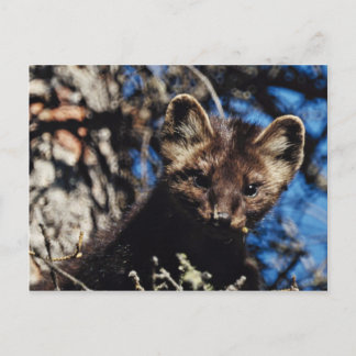 Marten in Spruce Tree Postcard