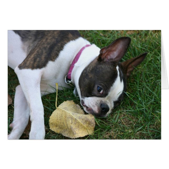 Martha's Leaf (Front Horizontal)