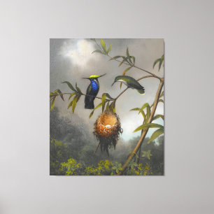 MARTIN JOHNSON HEADE - Black-breasted Plovercrest  Canvas Print