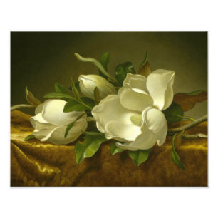 Martin Johnson Heade - Magnolias on Gold Velvet Photo Print