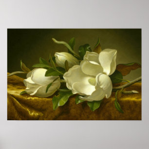 Martin Johnson Heade - Magnolias on Gold Velvet Poster