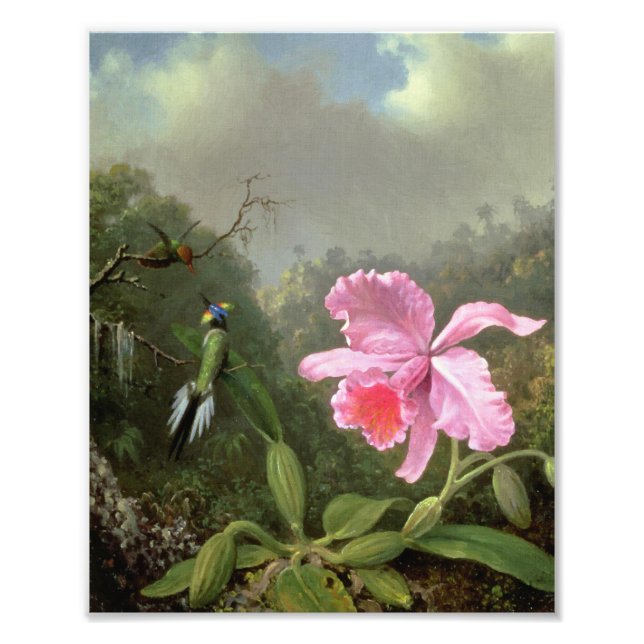 Martin Johnson Heade Orchid And Hummingbirds Photo Print (Front)
