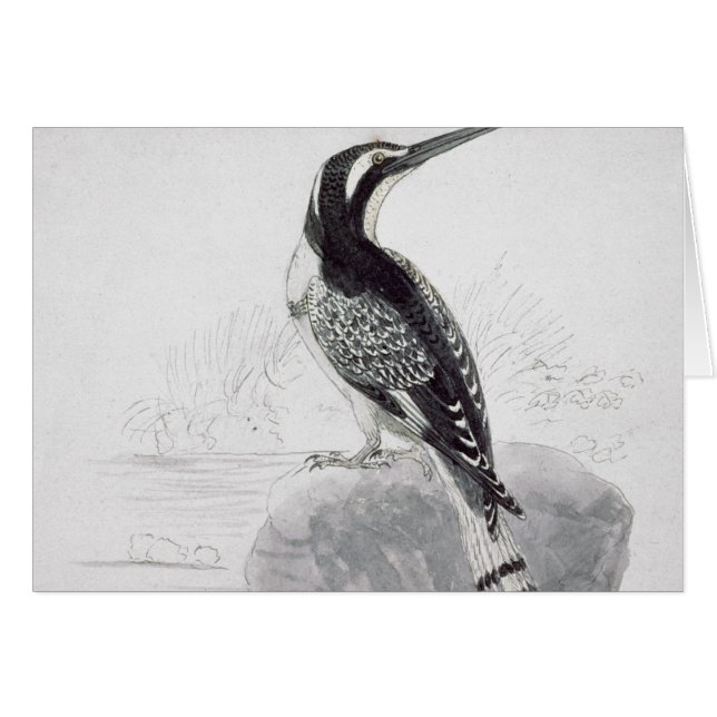 Martin-pêcheur noir et blanc (Devant horizontal)