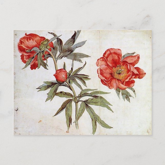 Martin Schongauer: Study of Peonies Postcard (Front)