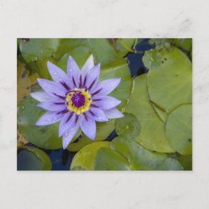 Martinique, French Antilles, West Indies, Blue Postcard