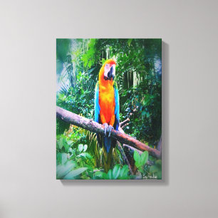 Martinique Macaw Canvas Print