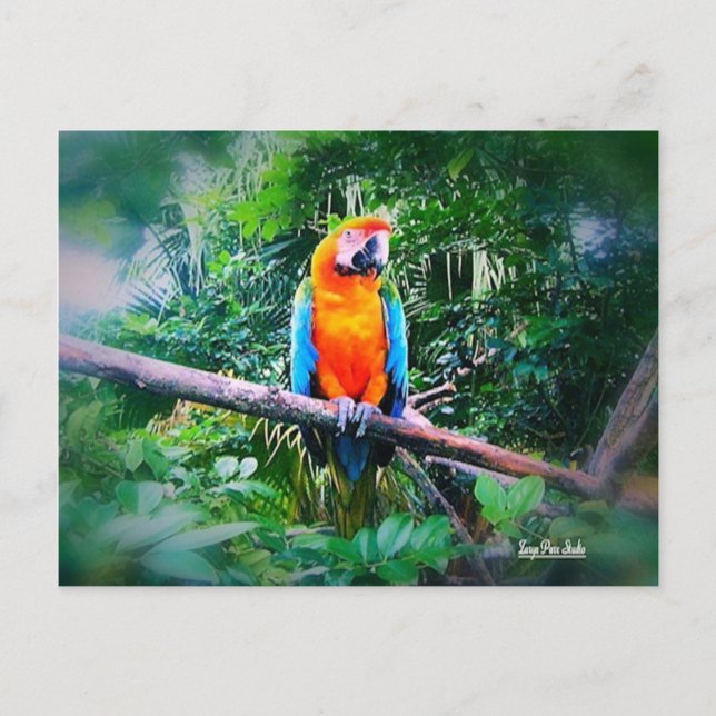 Martinique Macaw Postcard (Front)