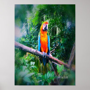 Martinique Macaw Poster