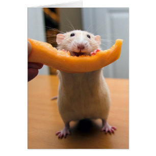 Marty Mouse Loves Cantaloops!