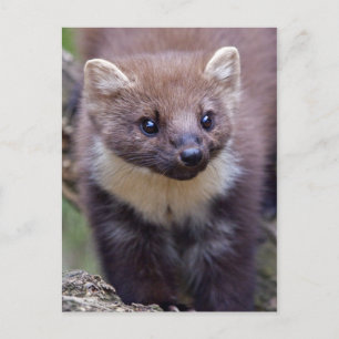 Marty Postcard
