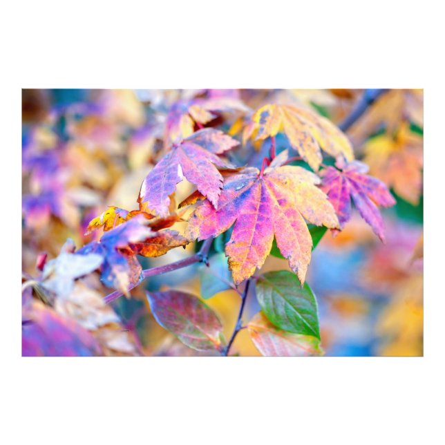 Marvellous Japanese Maple leaves Photo Print (Front)