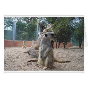 Marvellous Meerkats