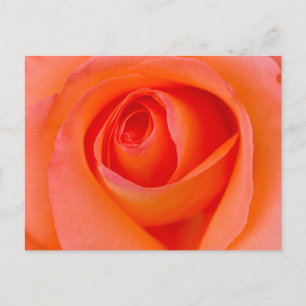 Marvellous Orange Rose Bud Postcard