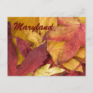 Maryland Autumn Feuilles carte postale