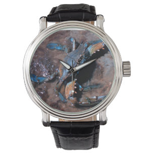 Maryland Blue Crab Watch