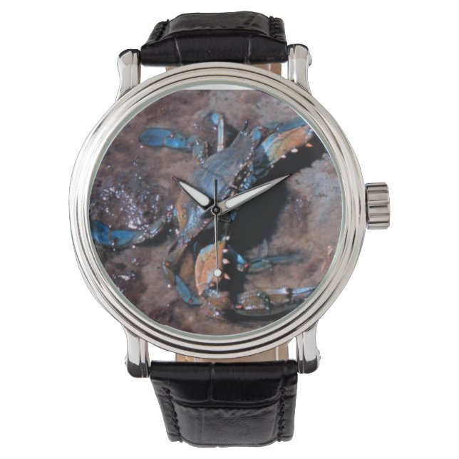 Maryland Blue Crab Watch (Front)