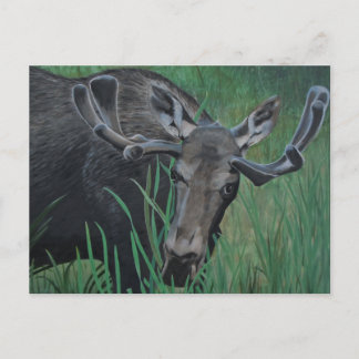 Marysville Moose Postcard