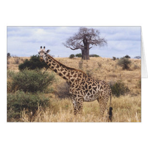 Masai de Twiga (girafe de masai)