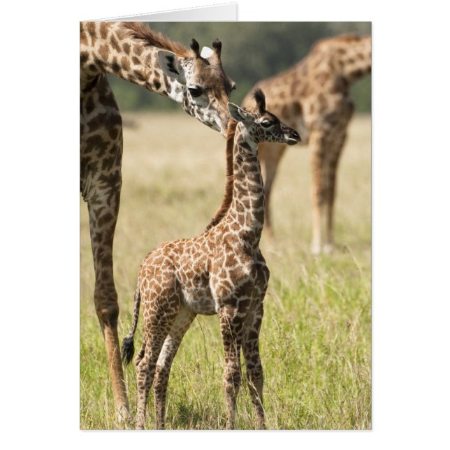 Masai giraffes, Giraffa camelopardalis 2 (Front)