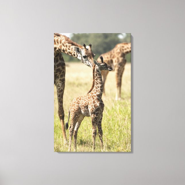 Masai giraffes, Giraffa camelopardalis 2 Canvas Print (Front)