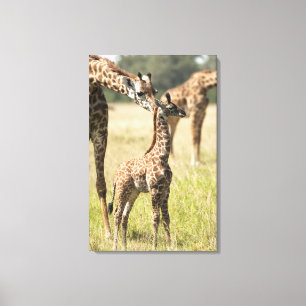 Masai giraffes, Giraffa camelopardalis 2 Canvas Print