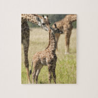 Masai giraffes, Giraffa camelopardalis 2