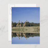 Masai Giraffes, Giraffa camelopardalis, Masai Postcard (Front/Back)