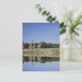 Masai Giraffes, Giraffa camelopardalis, Masai Postcard (Standing Front)