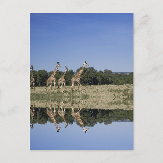 Masai Giraffes, Giraffa camelopardalis, Masai Postcard (Front)