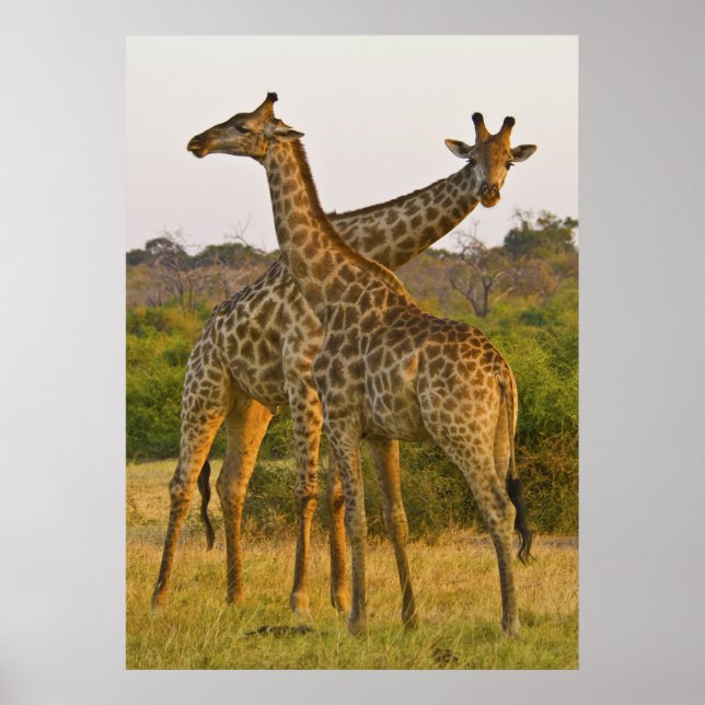 Masai Giraffes Kenya Afrique poster (Devant)