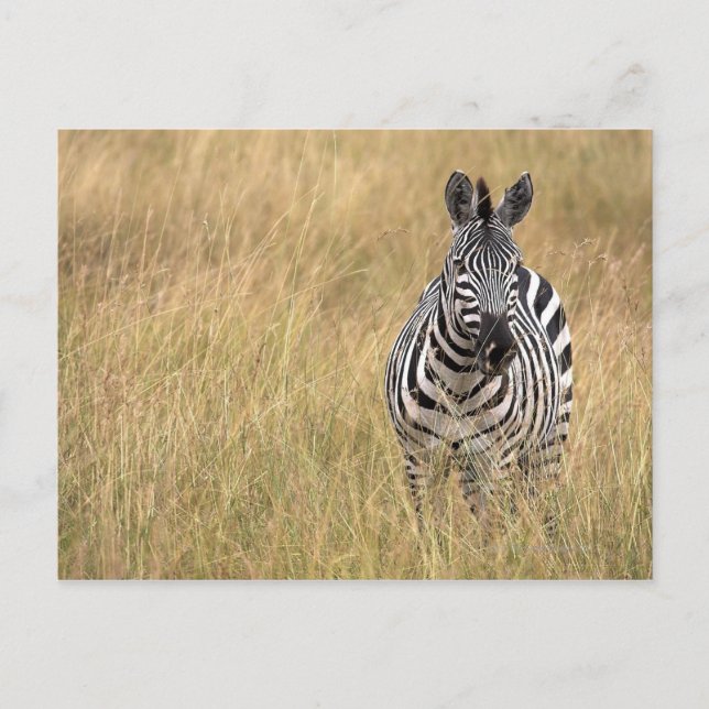 Masai Mara, Kenya Postcard (Front)