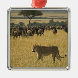 Masai Mara National Reserve, Kenya, Africa Metal Ornament