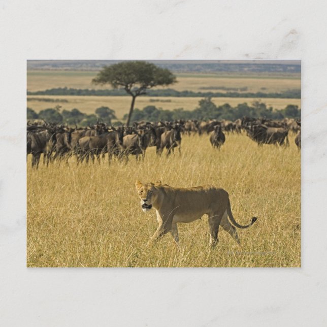 Masai Mara National Reserve, Kenya, Africa Postcard (Front)