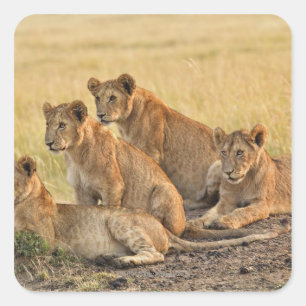 Masai Mara National Reserve, Kenya, Jul 2005 Square Sticker