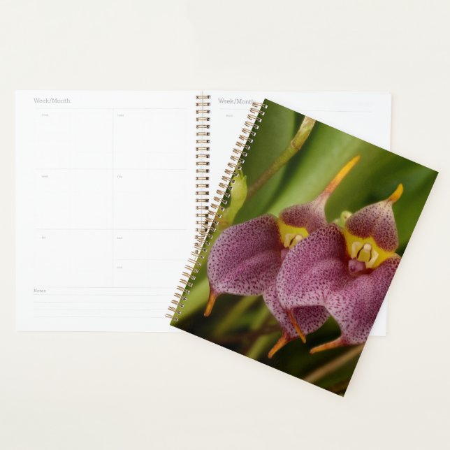 Masdevallia (Devant avec enveloppe)
