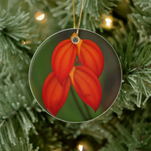 Masdevallia ignea Orchid Ceramic Ornament