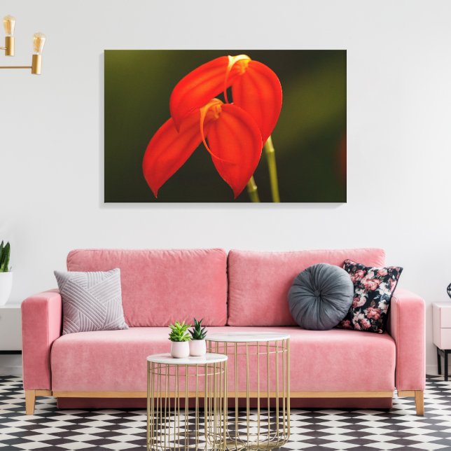 Masdevallia ignea Orchid Stretch Canvas Print (Insitu(LivingRoom))