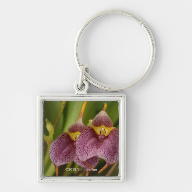 Masdevallia Keychain (Front)