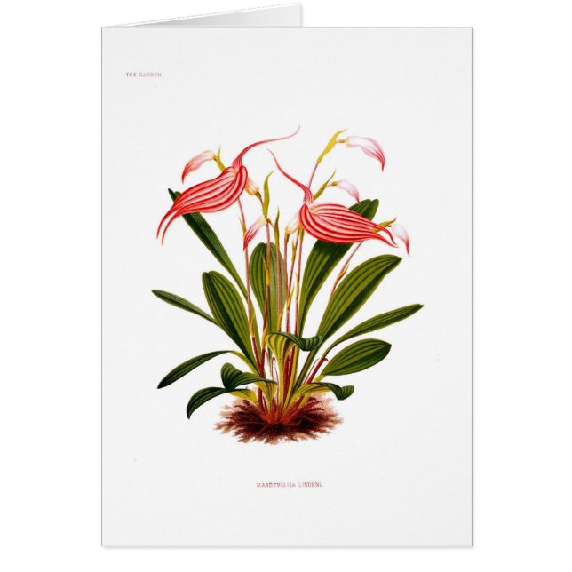 Masdevallia lindeni (Front)