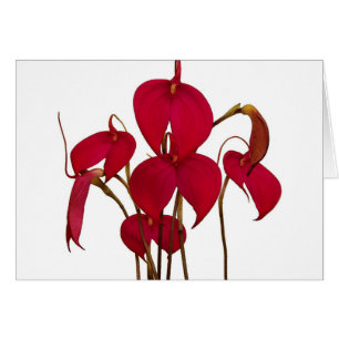 Masdevallia Orchid - Card
